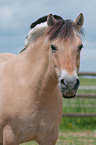 Fjord Horse Portrait