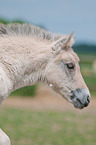 Fjord Horse Foal