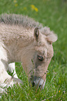 Fjord Horse Foal