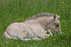 Fjord Horse Foal