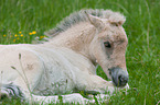 Fjord Horse Foal