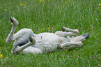 Fjord Horse Foal