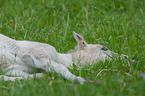 Fjord Horse Foal