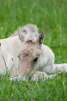Fjord Horse Foal