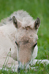 Fjord Horse Foal