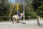 horse-ralley