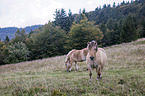 Fjord horse