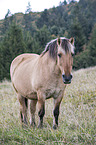 Fjord horse