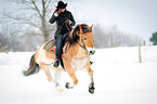 Norwegian Fjord Horse in snow