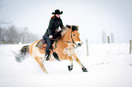 Norwegian Fjord Horse in snow