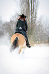 Norwegian Fjord Horse in snow