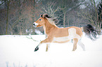 Norwegian Fjord Horse in snow