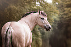Fjord horse