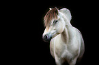 Fjord horse portrait