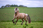 Fjord horse stallion