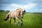 Fjord horse stallion