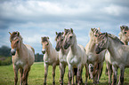 Fjord horses
