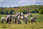 Fjord horses