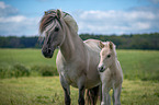 Fjord horses