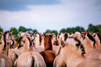 horses