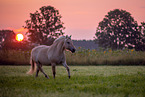 trotting Fjord horse