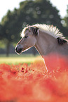 Fjord horse portrait