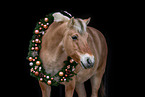 Fjord horse portrait