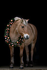 Fjord horse
