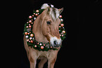 Fjord horse portrait