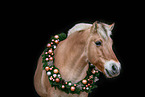 Fjord horse portrait