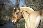 female Fjordhorse