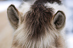 Fjord horse in winter