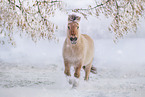 Fjord horse in winter