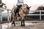 female Fjord horse