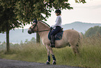 female Fjord horse