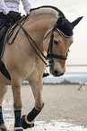 female Fjord horse