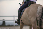 female Fjord horse