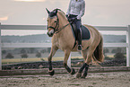 female Fjord horse