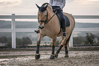 female Fjord horse