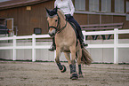 female Fjord horse
