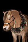 Fjord horse in studio