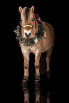 Fjord horse in studio