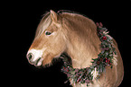 Fjord horse in studio