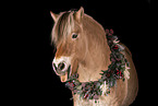 Fjord horse in studio