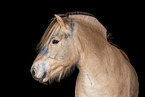 Fjord horse in studio