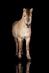 Fjord horse in studio