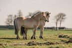 Fjord hose stallions