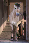 Fjord horse