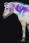 Fjord horse