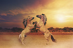 Fjord horses